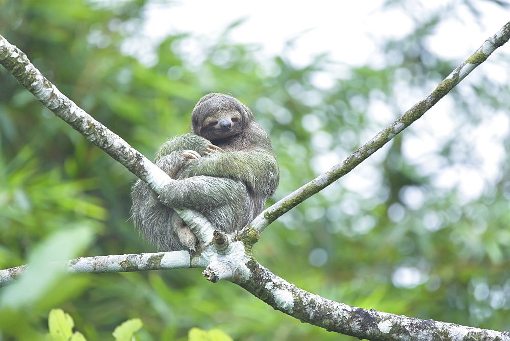 Three-toed sloth (Bradypus variegatus) sitting on a tree, Arenal, La Fortuna, Costa Rica, Central America