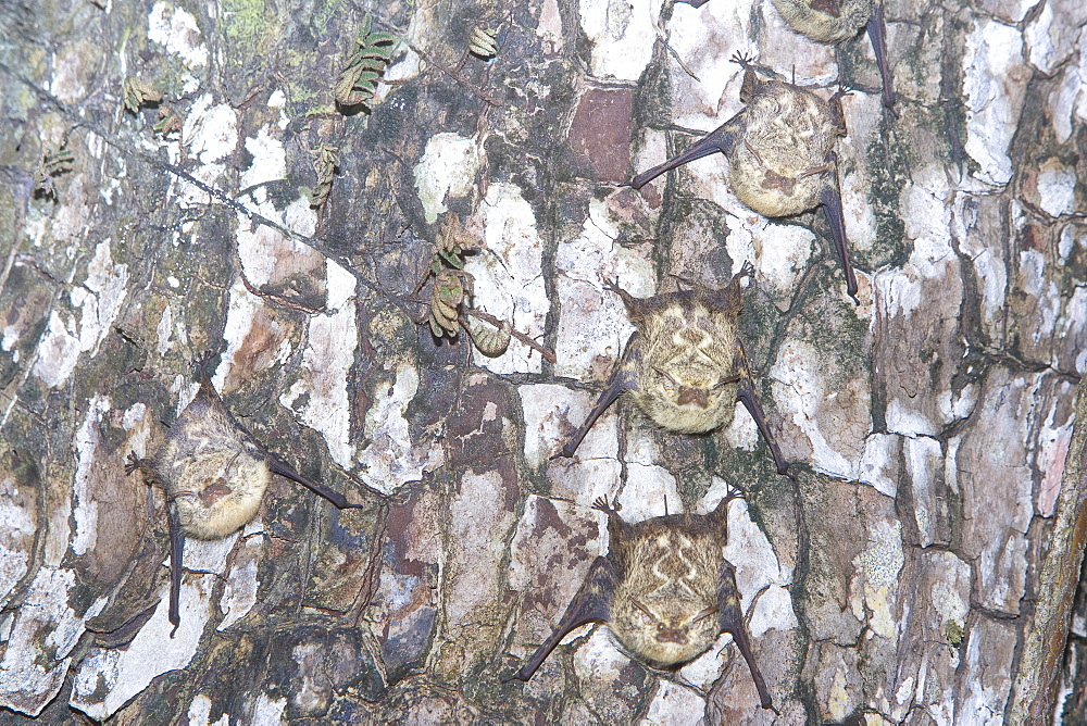 Long-nosed Bats (Rhynchonycteris naso) on a tree,  Manuel Antonio National Park, Costa Rica, Central America