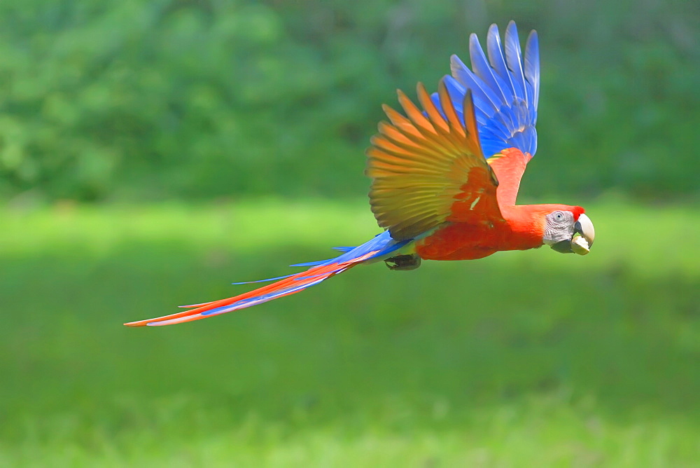 Scarlet macaw (Ara macao) in flight with nut in its beak, Corcovado National Park, Osa Peninsula, Costa Rica, Central America