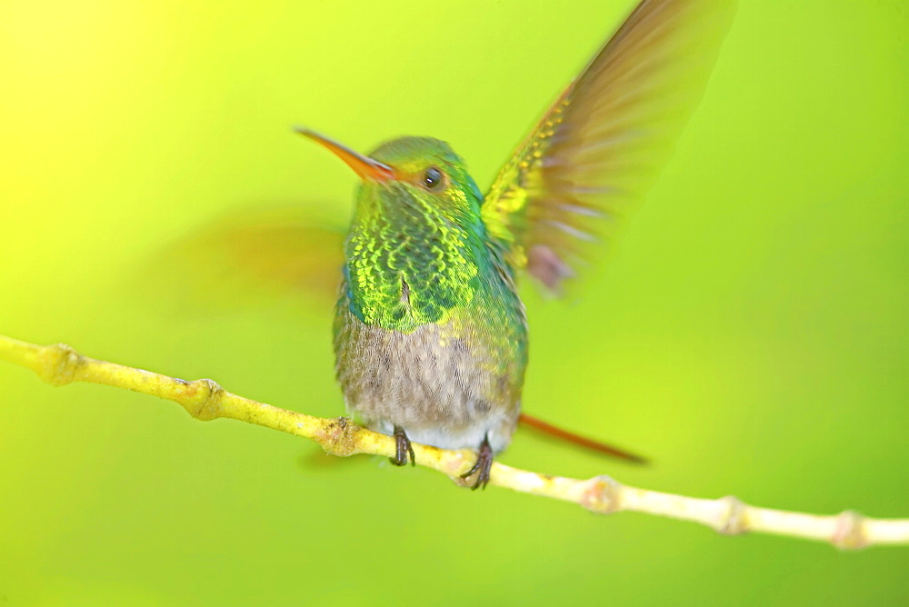 Rufous-tailed hummingbird (Amazilia tzacatl) opening wings, Costa Rica, Central America