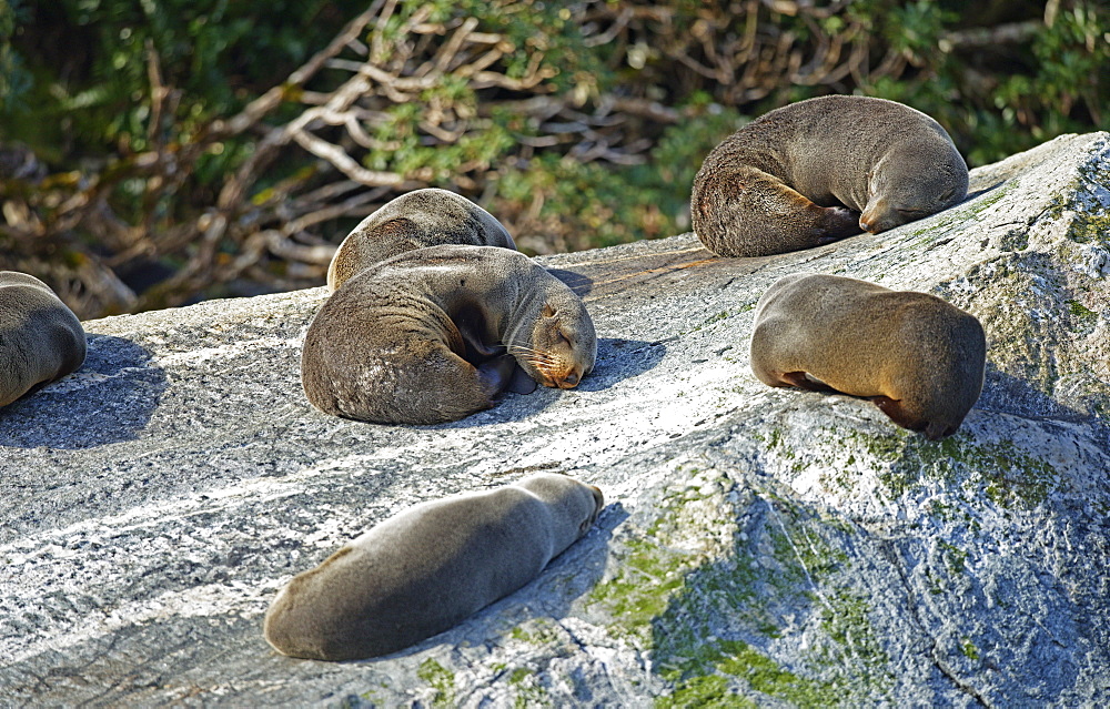 Fur seals, Milford Sound, Fiordland National Park, UNESCO World Heritage Site, Southland, South Island, New Zealand, Pacific