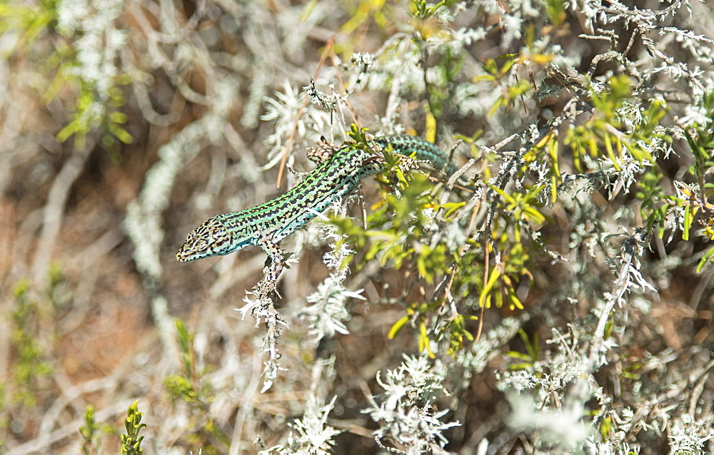 Green lizard (Podarcis pityusensis), Formentera, Balearic Islands, Spain, Europe 