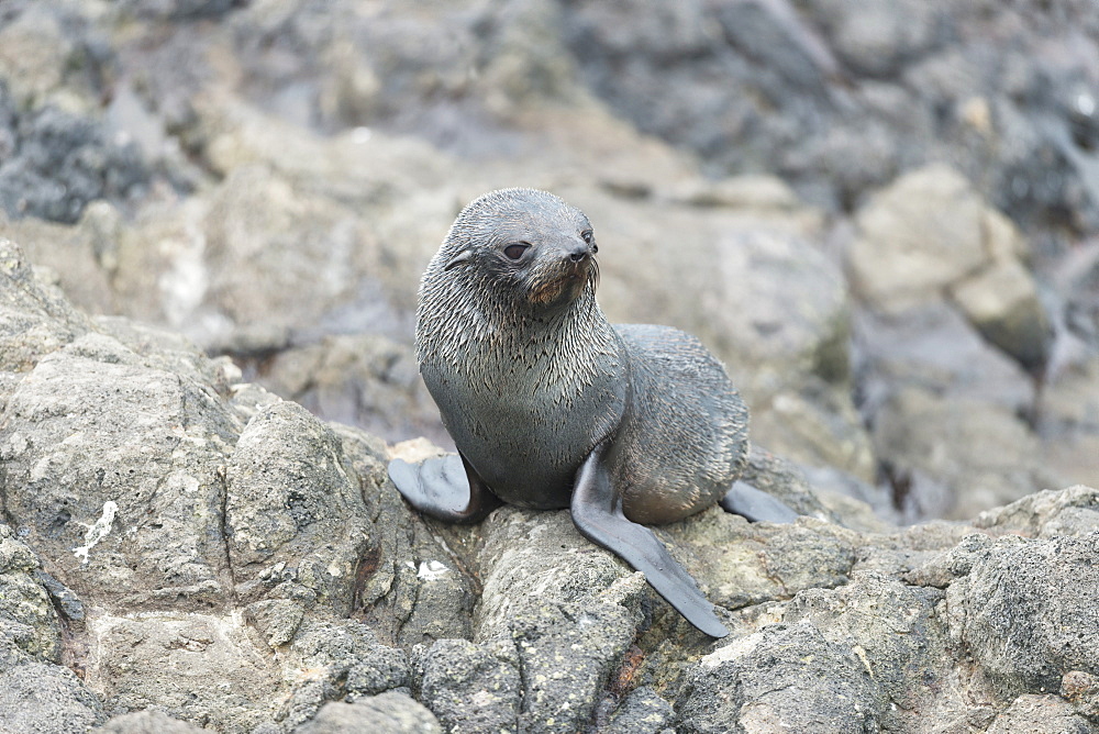 New Zealand Fur Seal Pup at Otago Peninsula, Dunedin, Otago, South Island, New Zealand, Pacific