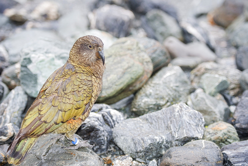 Kea (Kea Nestor notabilis), Arthur's Pass, South Island, New Zealand, Pacific