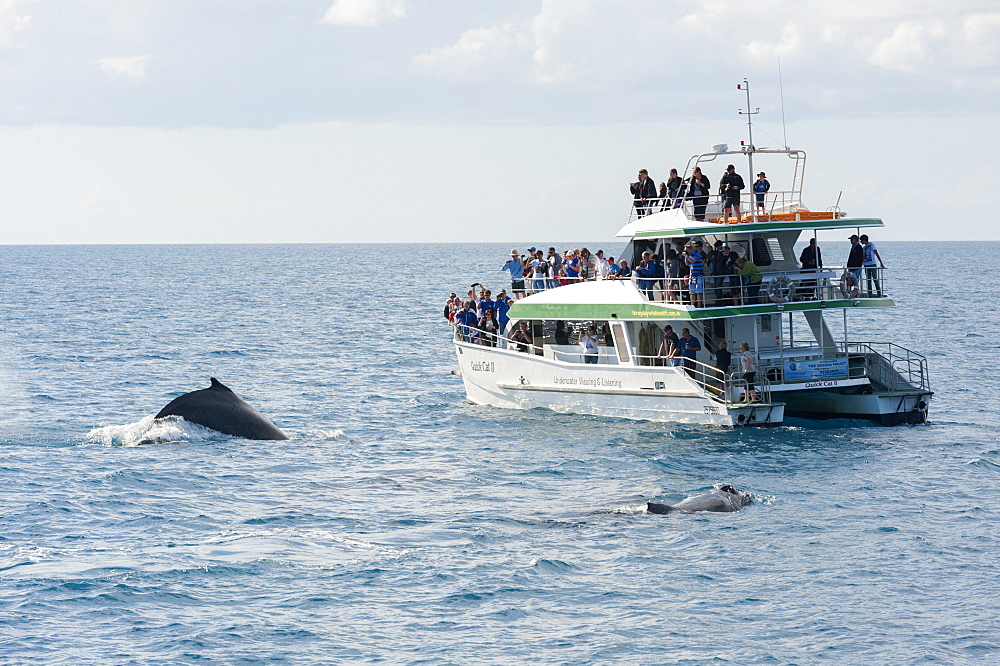 Humpback whale (Megaptera novaeangliae) watching, Hervey Bay, Queensland, Australia, Pacific