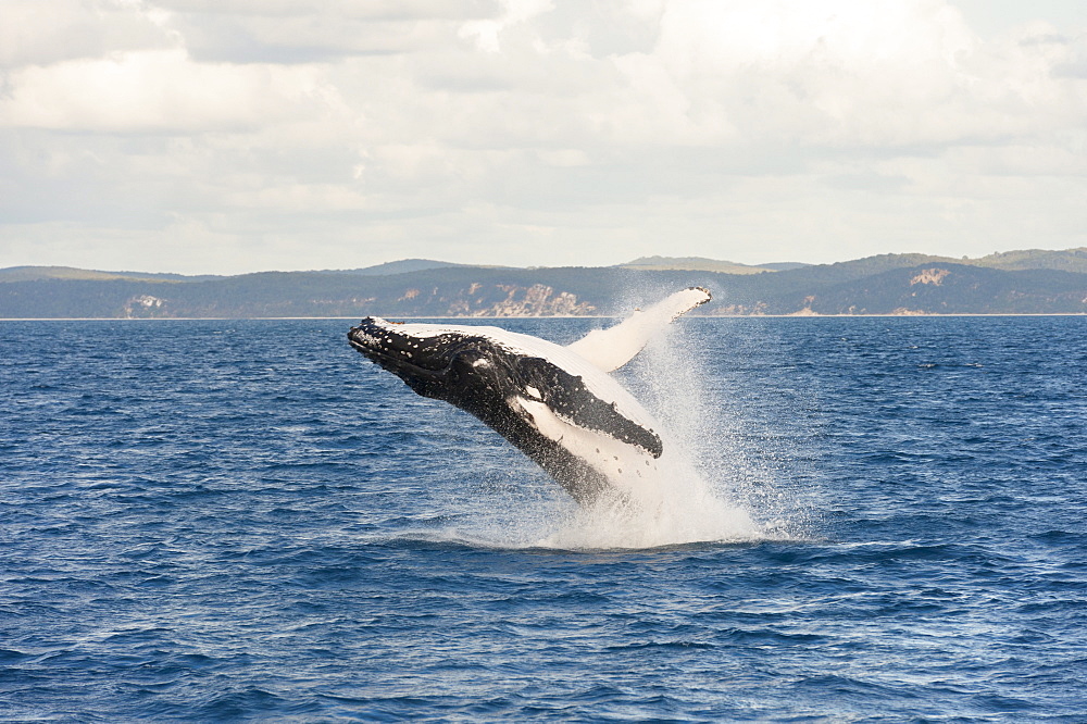 Humpback whale (Megaptera novaeangliae) breaching, Hervey Bay, Queensland, Australia, Pacific