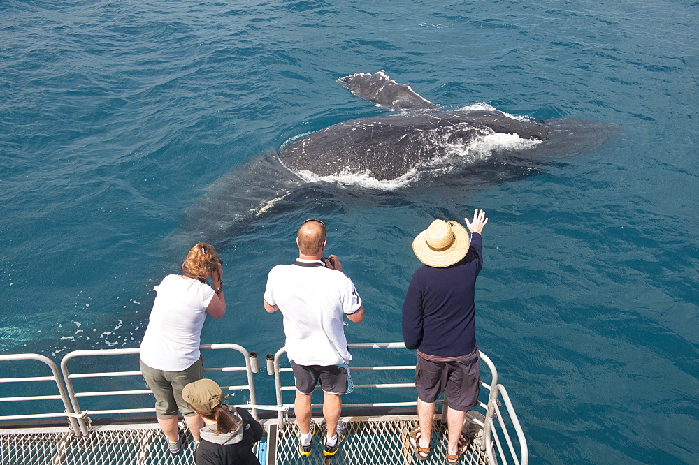 Humpback whale (Megaptera novaeangliae) watching, Hervey Bay, Queensland, Australia, Pacific