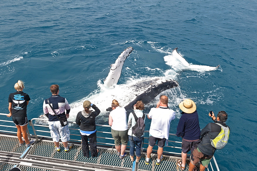 Whale watchers viewing a Humpback whale (Megaptera novaeangliae) breaching, Hervey Bay, Queensland, Australia, Pacific