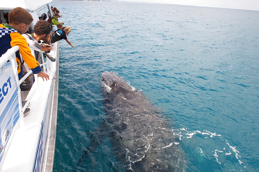 Humpback whale (Megaptera novaeangliae) watching, Hervey Bay, Queensland, Australia, Pacific