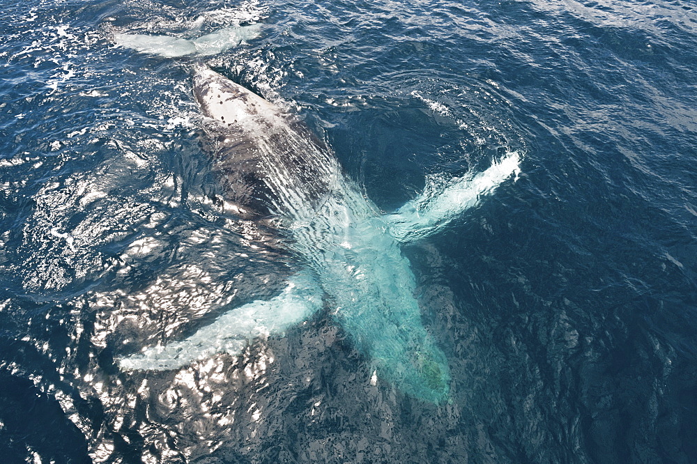 Humpback whale (Megaptera novaeangliae) breaching, Hervey Bay, Queensland, Australia, Pacific