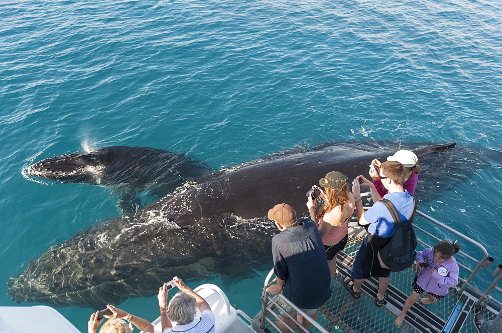 Humpback whale (Megaptera novaeangliae) watching, Hervey Bay, Queensland, Australia, Pacific