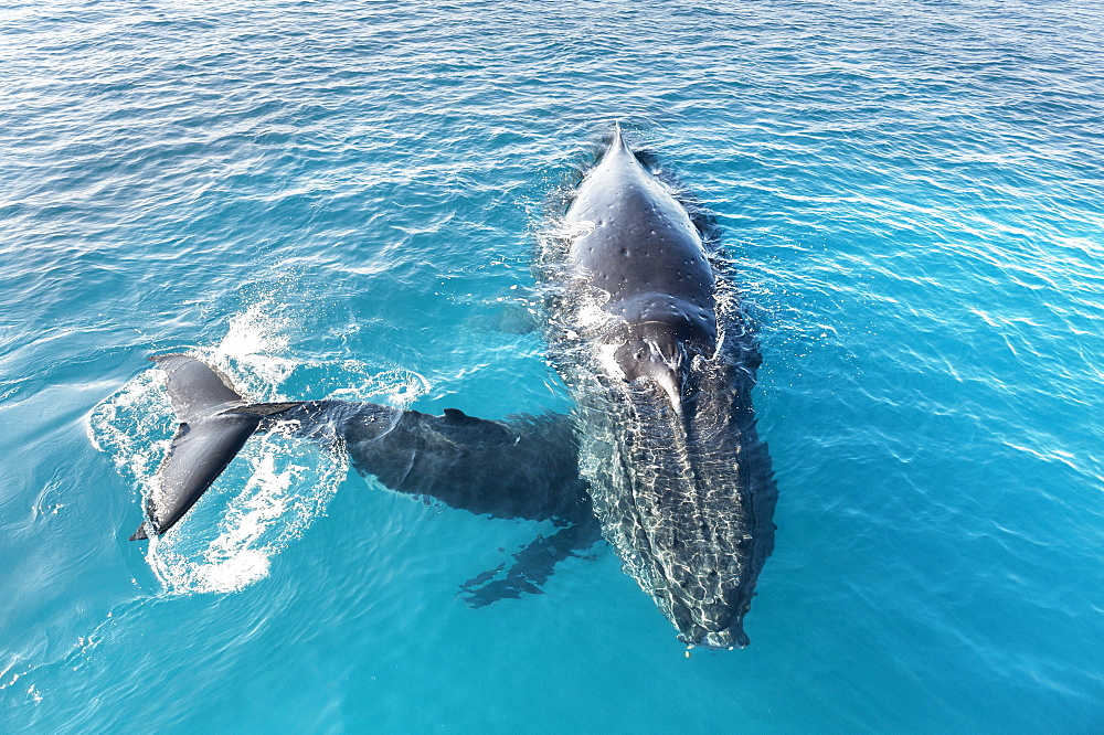 Humpback whales (Megaptera novaeangliae) mother and calf, Hervey Bay, Queensland, Australia, Pacific