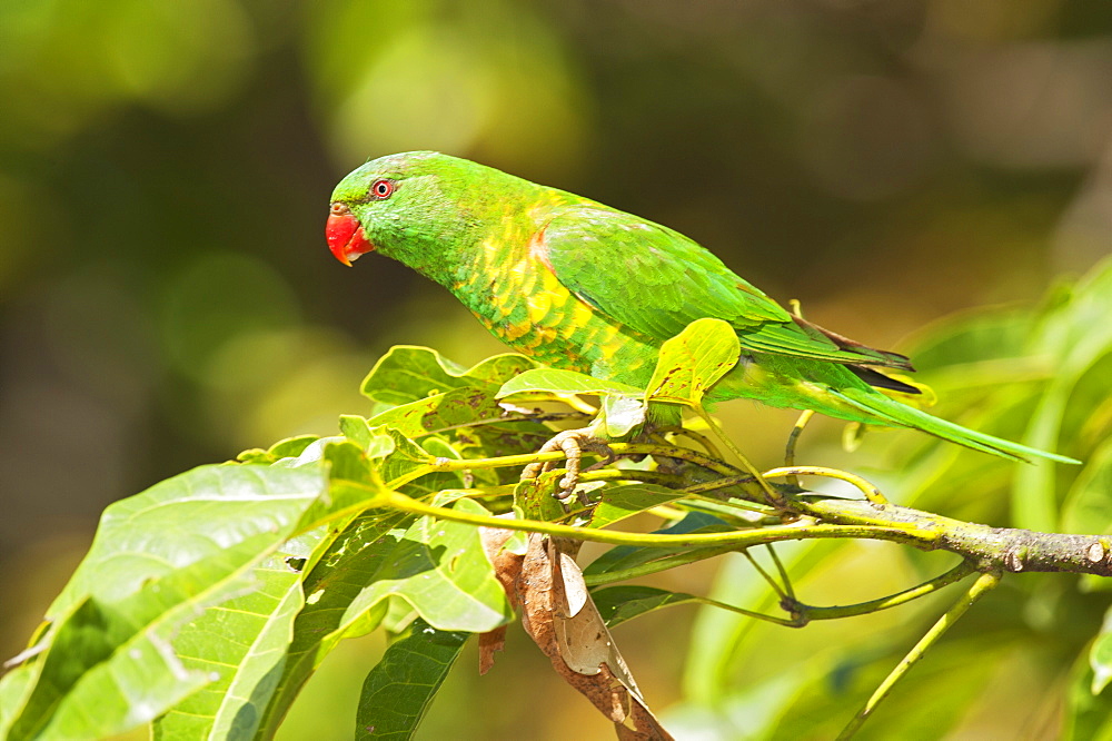 Australian lorikeet, Lone Pine Koala Sanctuary, Brisbane, Queensland, Australia, Pacific