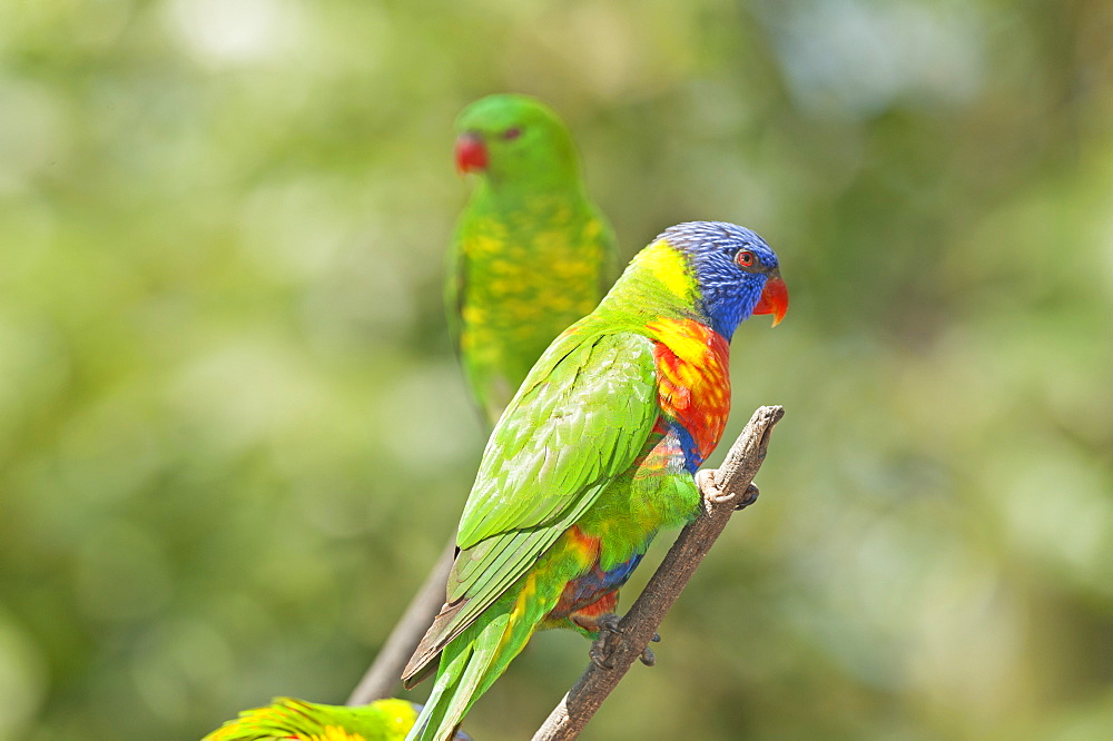 Australian lorikeet, Lone Pine Koala Sanctuary, Brisbane, Queensland, Australia, Pacific