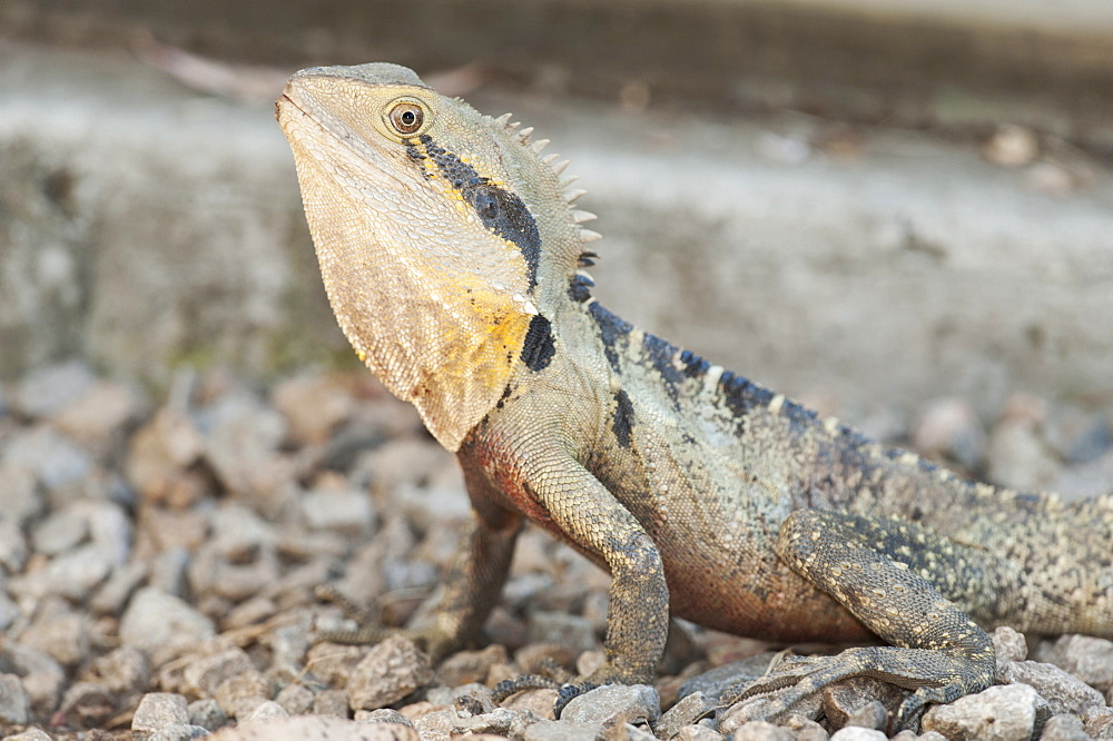 Australian eastern water dragon (Physignathus lesueurii), Lone Pine Koala Sanctuary, Brisbane, Queensland, Australia, Pacific