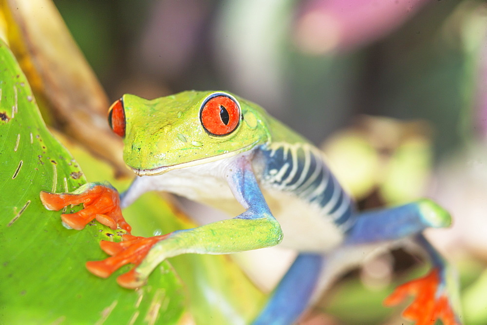 Red eyed tree frog (Agalychins callydrias), Sarapiqui, Costa Rica, Central America