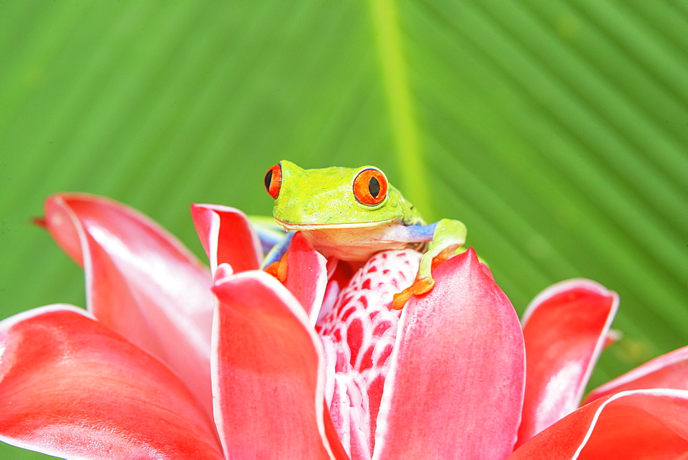 Red eyed tree frog (Agalychins callydrias) on red flower, Sarapiqui, Costa Rica, Central America