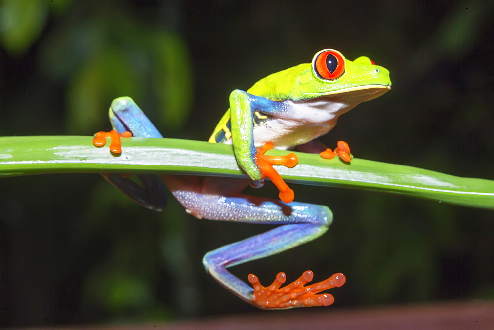 Red eyed tree frog (Agalychins callydrias) on green stem, Sarapiqui, Costa Rica, Central America