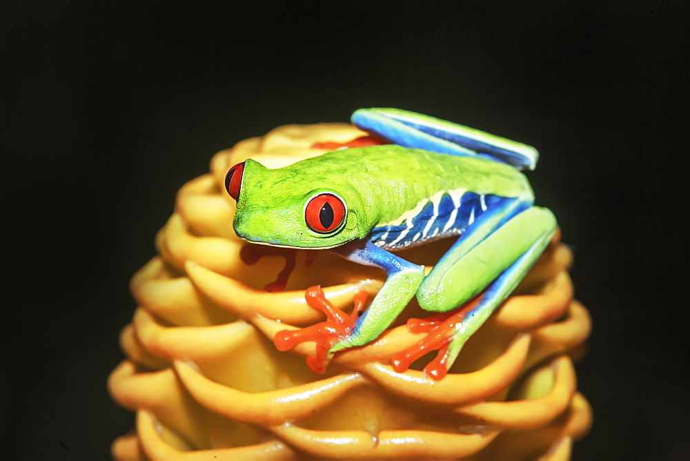 Red eyed tree frog (Agalychins callydrias) on yellow flower, Sarapiqui, Costa Rica, Central America