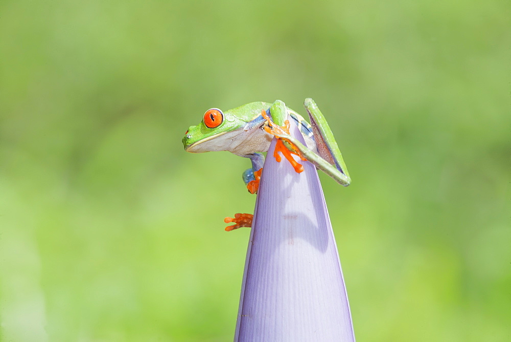 Red eyed tree frog (Agalychins callydrias) on pink flower, Sarapiqui, Costa Rica, Central America