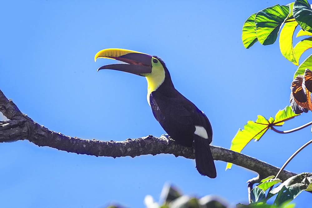 Chestnut-mandibled Toucan (Ramphastos swainsonii) perching on a tree, Corcovado National Park, Osa Peninsula, Costa Rica, Central America