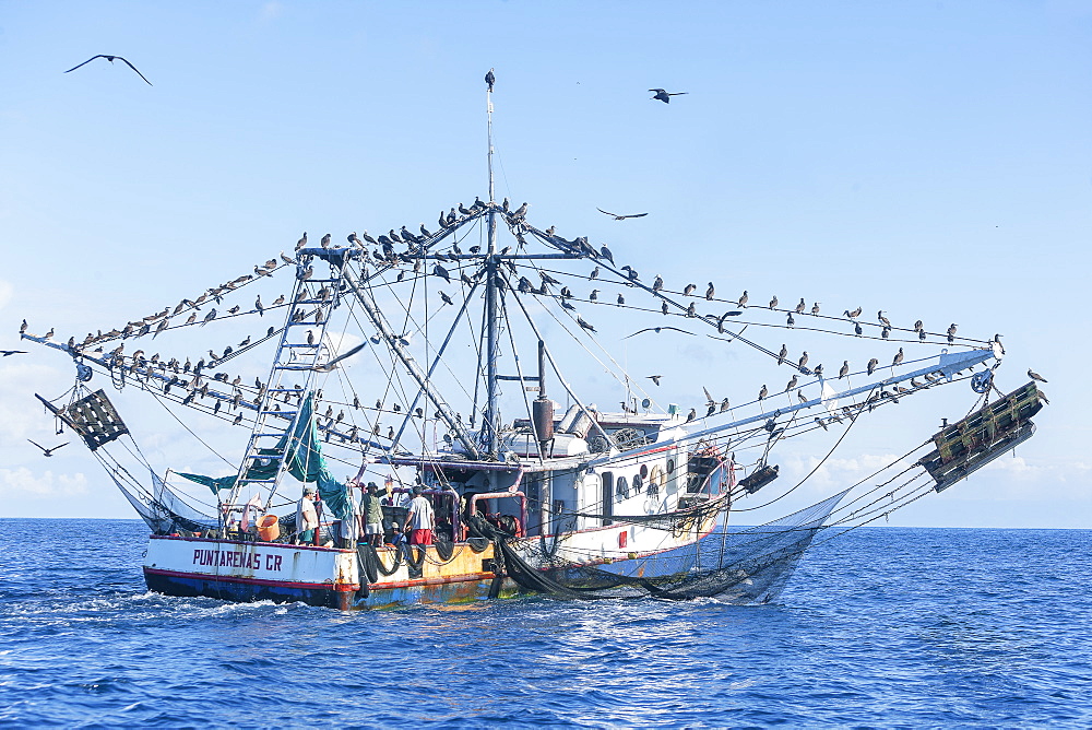 Fishing boat accompanied by a flock of birds, Drake Bay, Osa Peninsula, Costa Rica, Central America