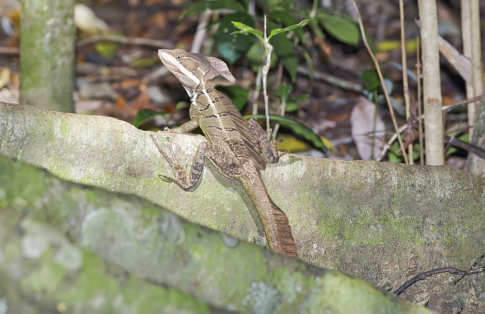 Common basilisk (basiliscus basiliscus) in rainforest, Manuel Antonio National Park, Quepos, Puntarenas Province, Costa Rica, Central America