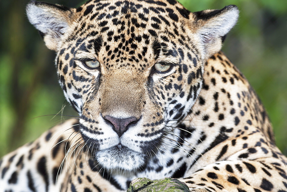 Close-up of an adult male Jaguar (Panthera onca), Costa Rica, Central America