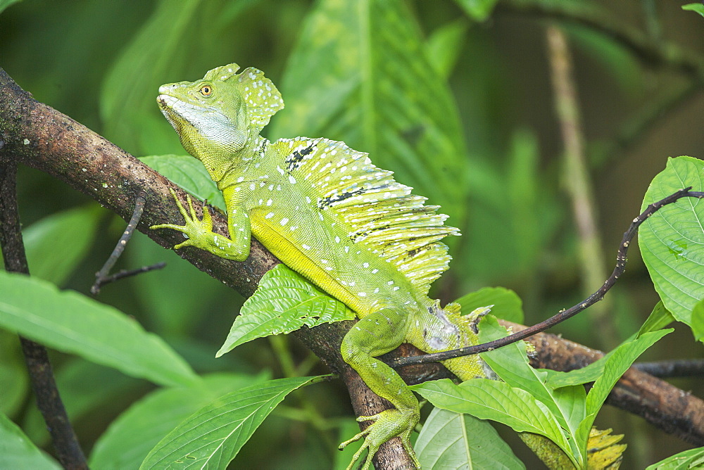 Plumed Basilisk (Basiliscus plumifrons) on a tree branch, Costa Rica, Central America