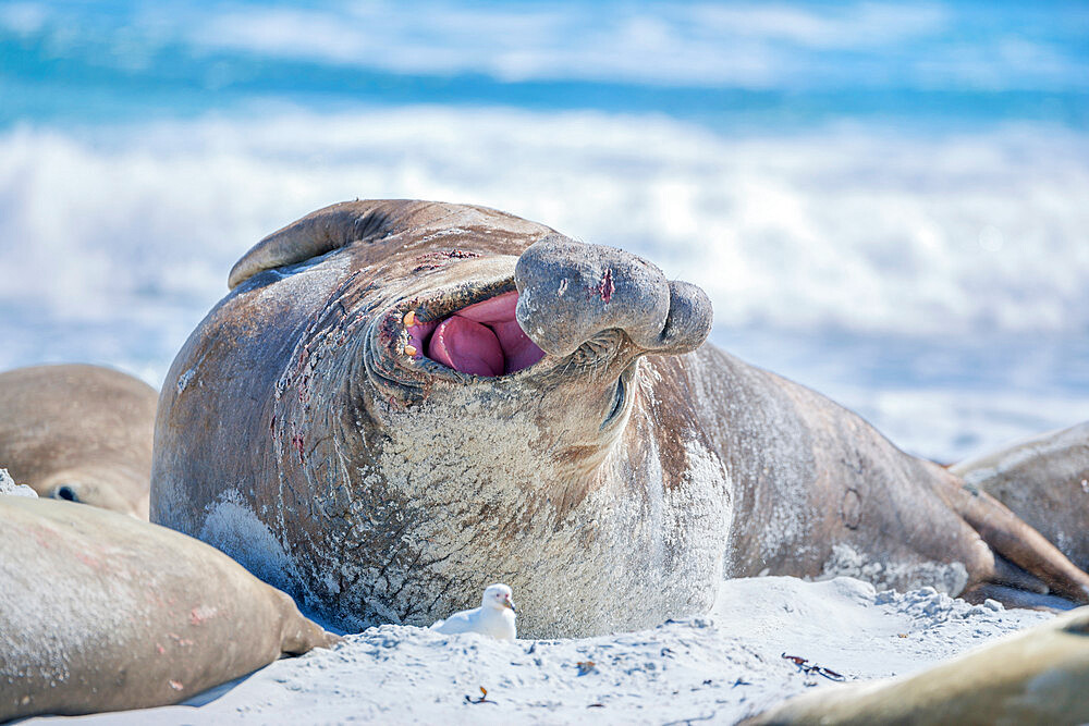 Southern elephant seal (Mirounga leonina) male on a sandy beach, Sea Lion Island, Falkland Islands, South America