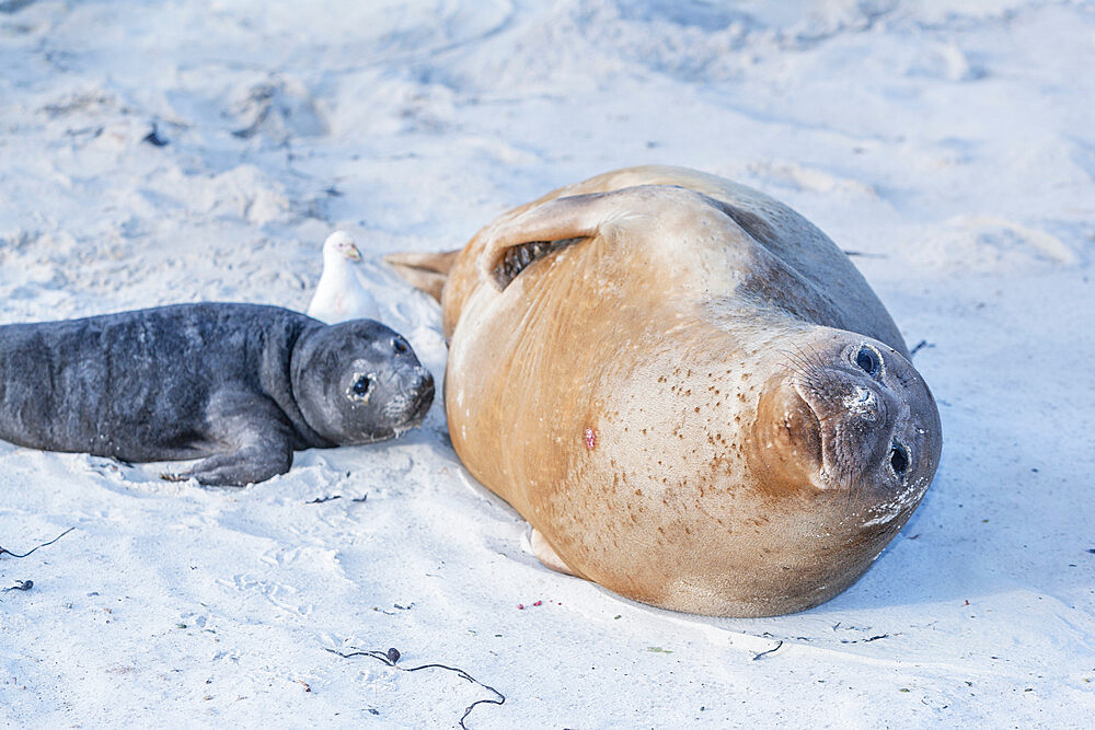 Southern elephant seal (Mirounga leonina), female with her pup, Sea Lion Island, Falkland Islands, South America