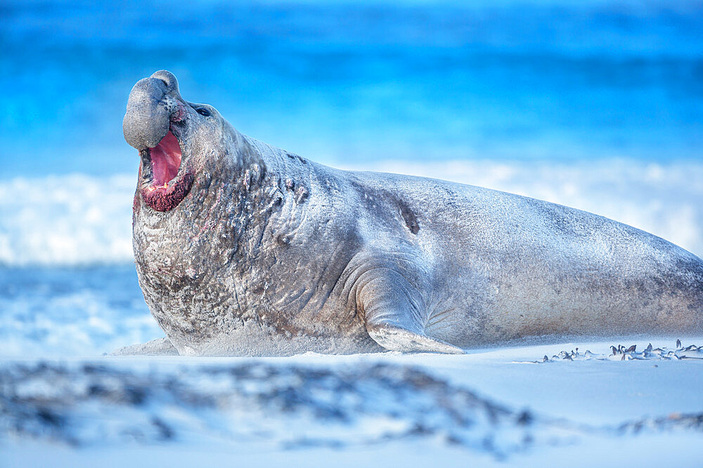 Southern elephant seal (Mirounga leonina) male roaring, Sea Lion Island, Falkland Islands, South America