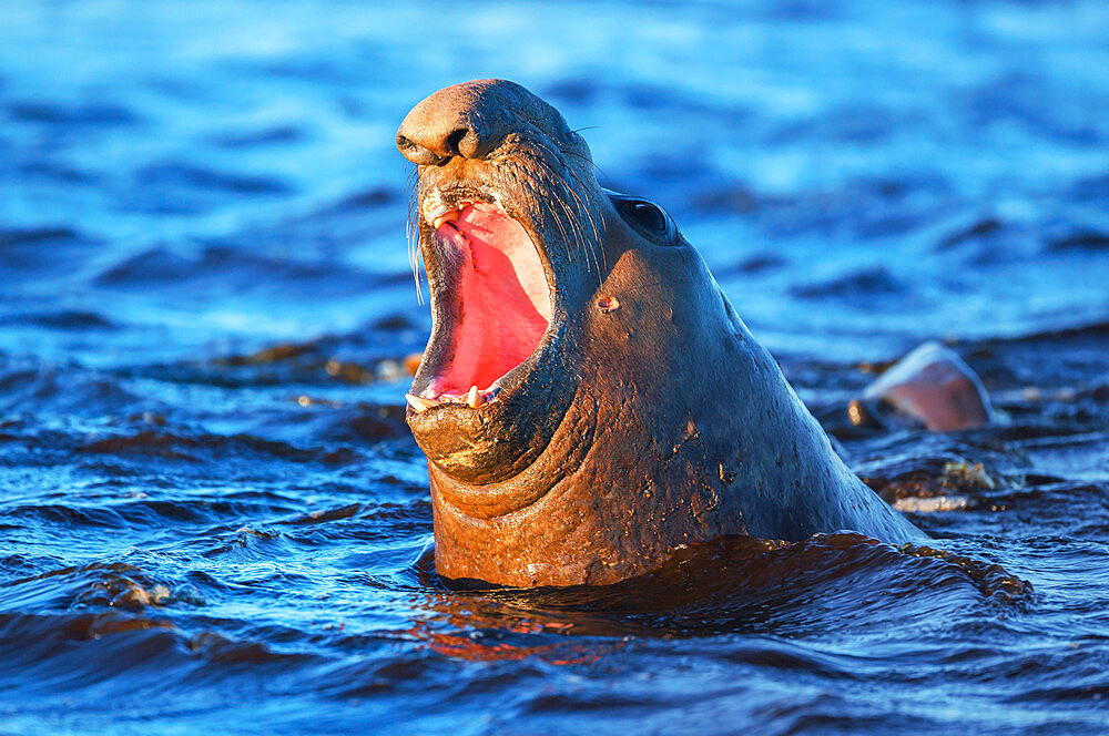 Southern elephant seal (Mirounga leonina) male roaring, Sea Lion Island, Falkland Islands, South Atlantic, South America