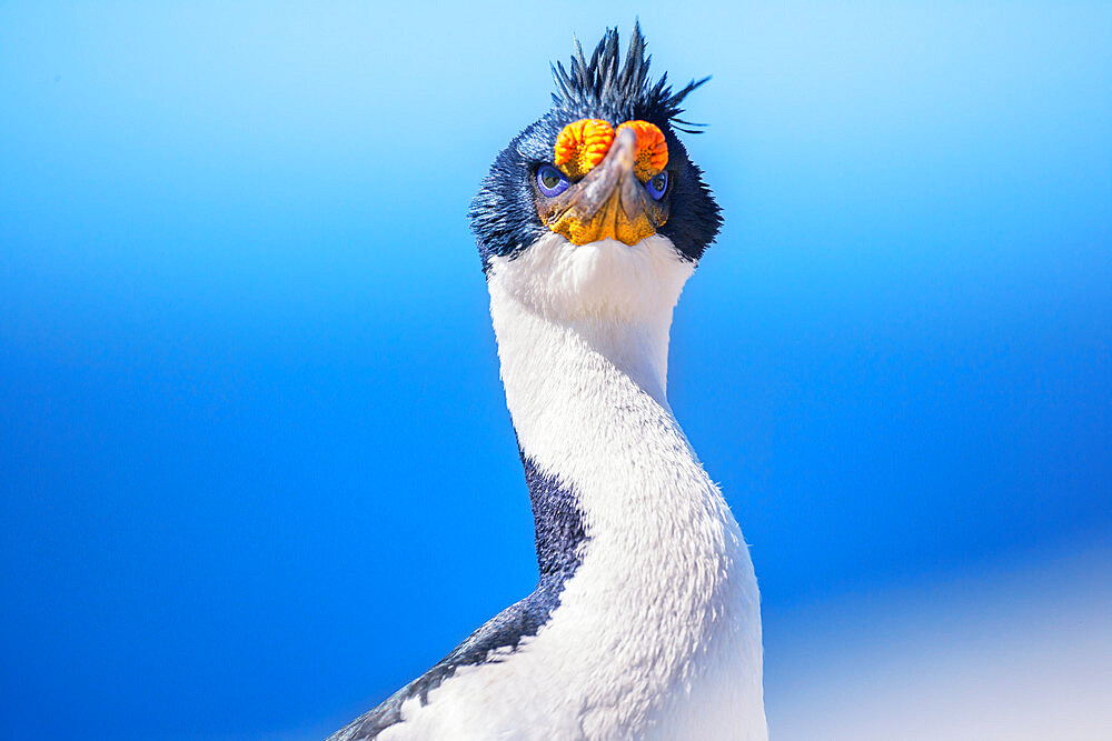 Imperial shag (Leucocarbo atriceps), Sea Lion Island, Falkland Islands, South America