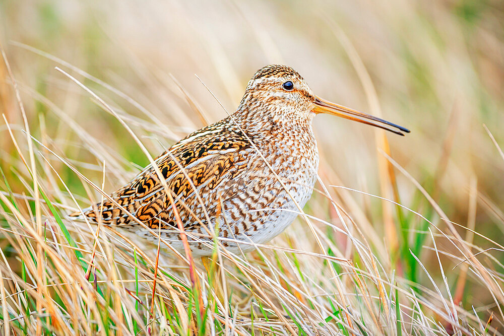 South American snipe (Gallinago paraguaiae), Sea Lion Island, Falkland Islands, South America