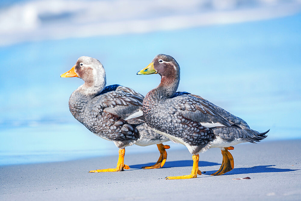 Steamer ducks (Tachyeres brachypterus) walking, Sea Lion Island, Falkland Islands, South America