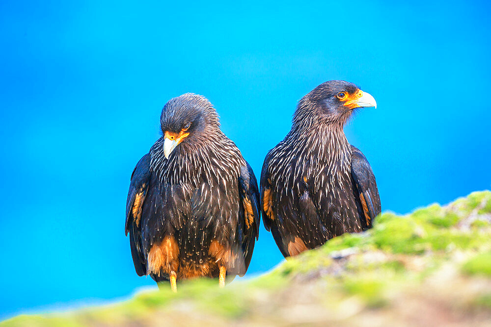 Striated Caracara (Phalcoboenus australis) pair, Sea Lion Island, Falkland Islands, South America