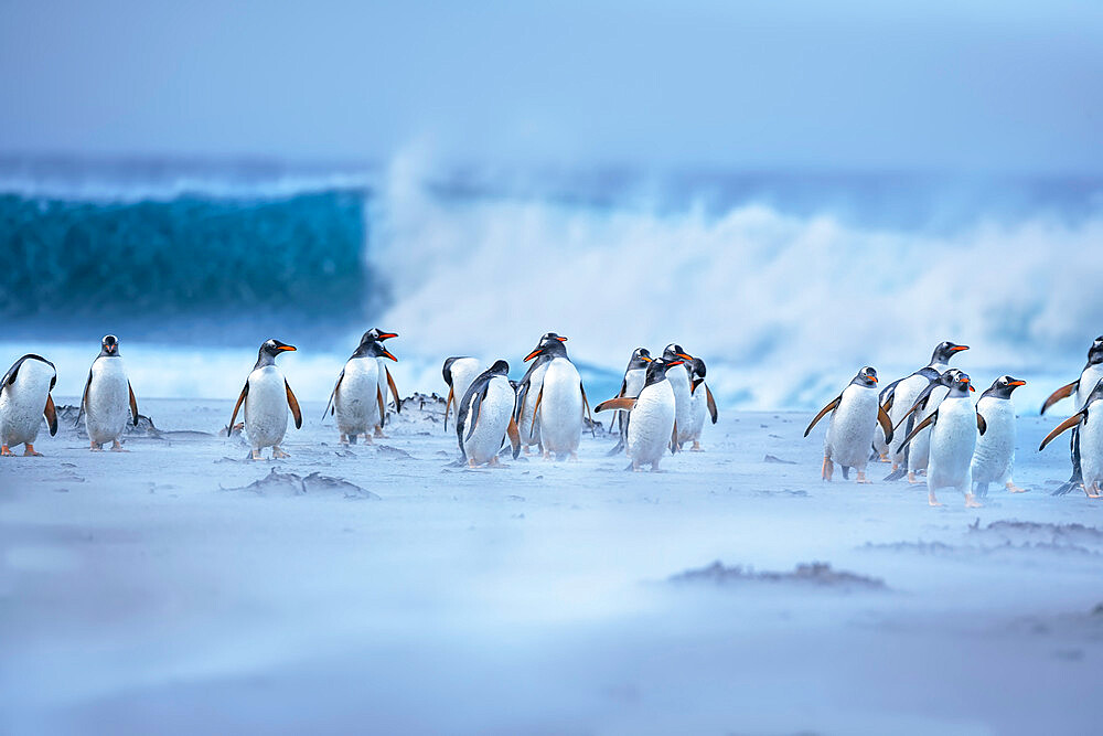 Gentoo Penguins (Pygocelis papua papua) walking on the beach, Sea Lion Island, Falkland Islands, South America