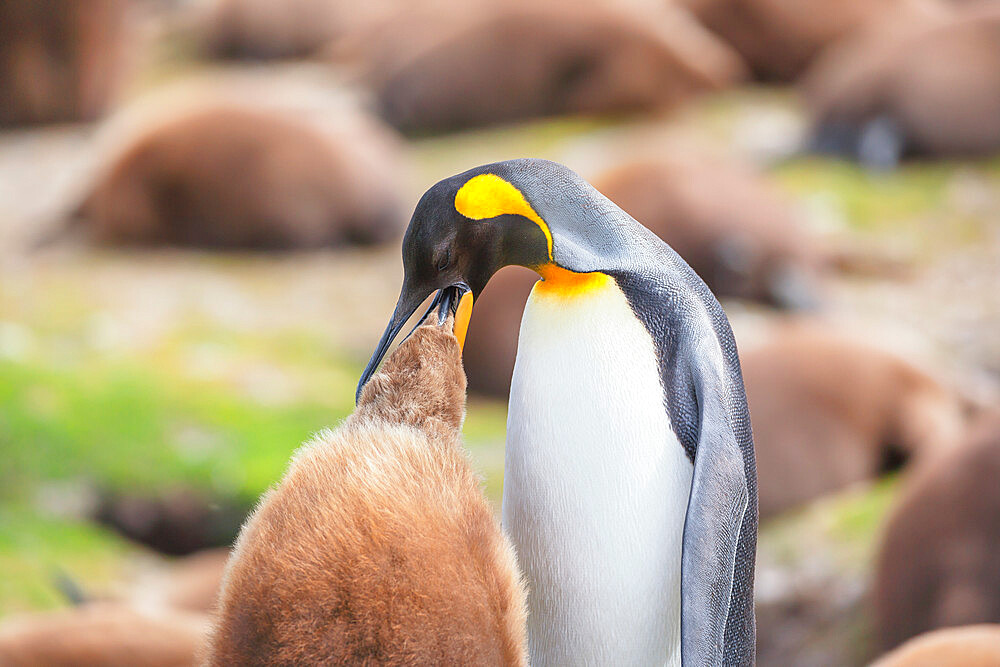 An adult King penguin (Aptenodytes patagonicus) feeding its chick, East Falkland, Falkland Islands, South America