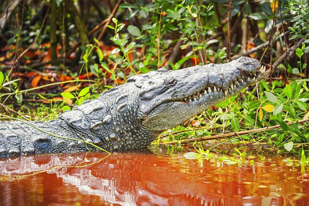 American alligator (Alligator mississipiensis), Sanibel Island, J.N. Ding Darling National Wildlife Refuge, Florida, United States of America, North America