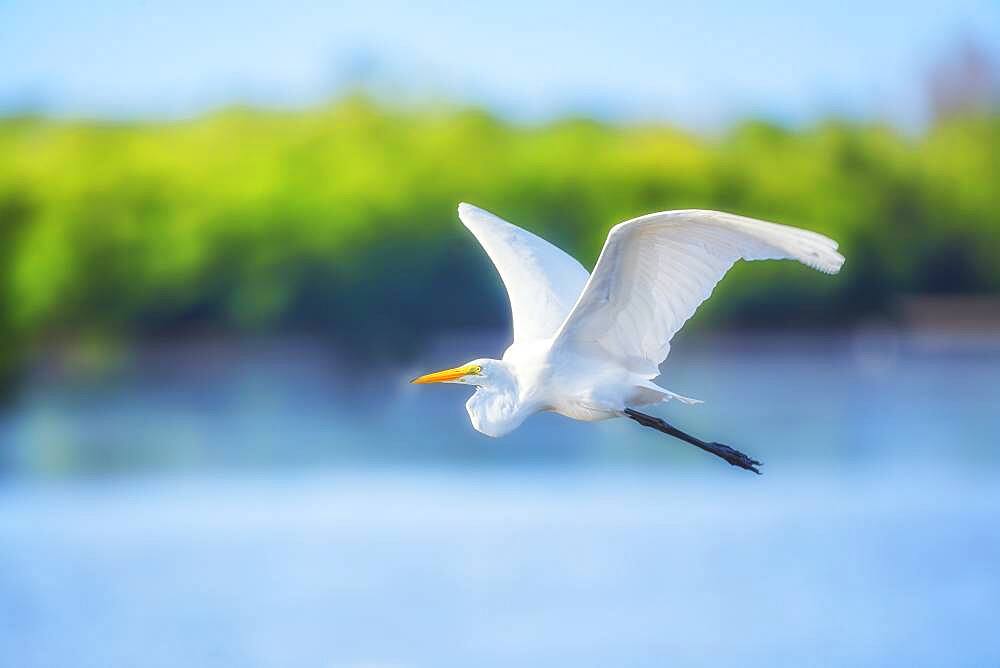 Great white egret (Ardea alba) in flight, Sanibel Island, J.N. Ding Darling National Wildlife Refuge, Florida, United States of America, North America