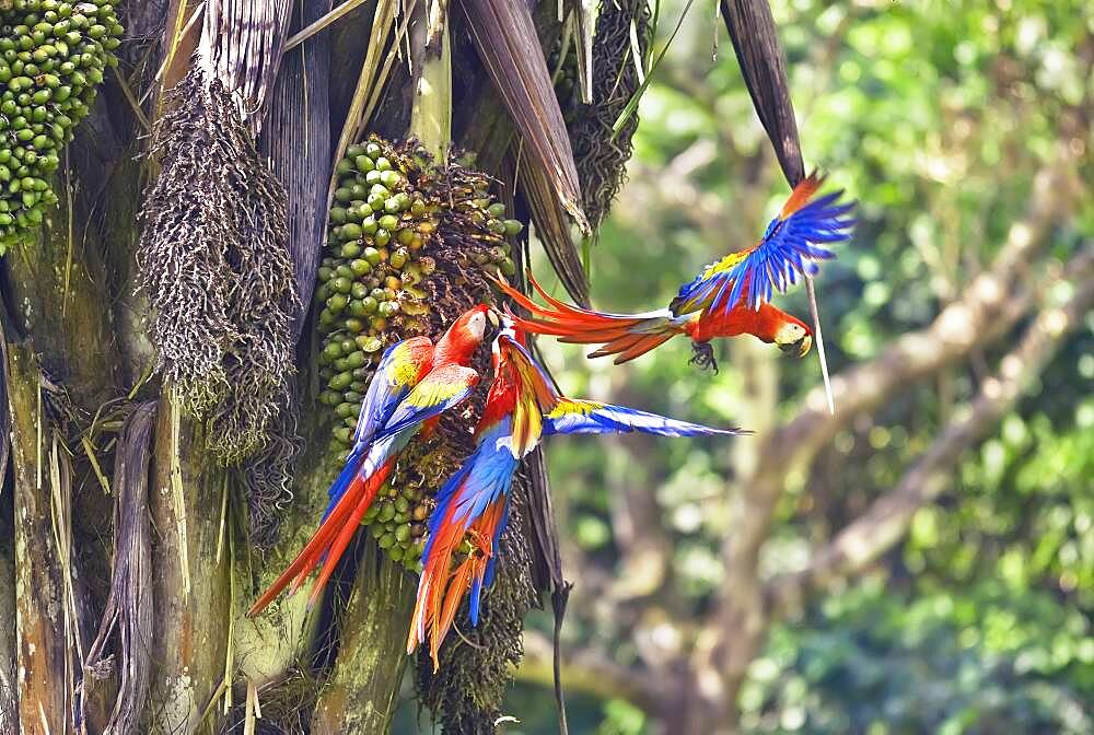 Scarlet Macaws (Ara macao), Corcovado National Park, Osa Peninsula, Costa Rica, Central America