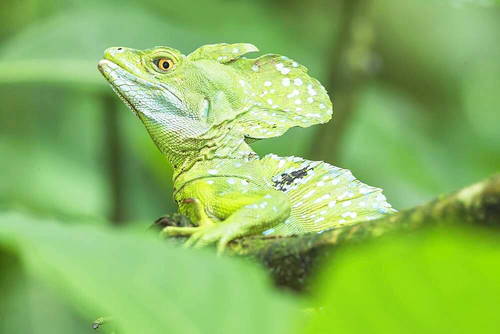 Plumed Basilisk (Basiliscus plumifrons) on a tree branch, Costa Rica, Central America