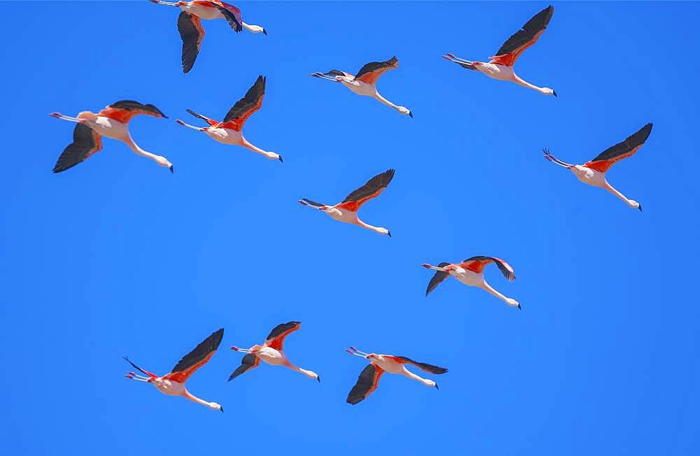 Flock of Chilean flamingoes (Phoenicopterus chilensis) in flight, Torres del Paine National Park, Patagonia, Chile, South America