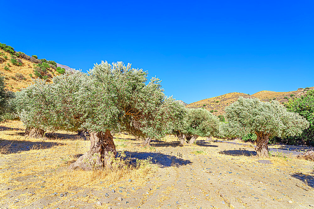 Centuries-old Olive grove, Preveli, Rethymno, Southern Crete, Crete, Greek Islands, Greece, Europe