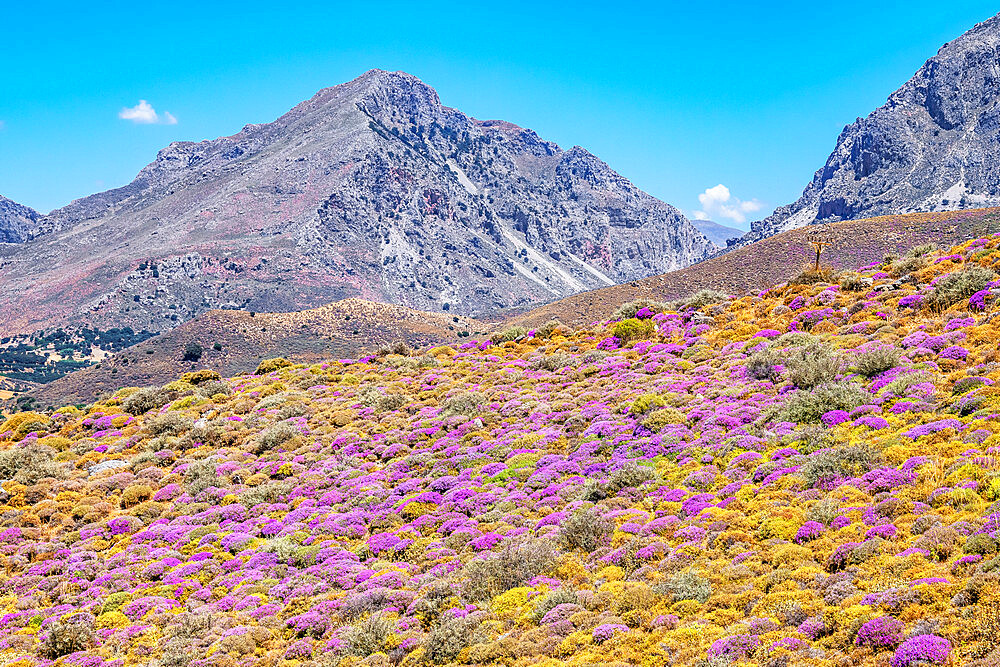 Wild thyme bushes blooming, Kourtaliotiko Gorge, Rethymno, Crete, Greek Islands, Greece, Europe