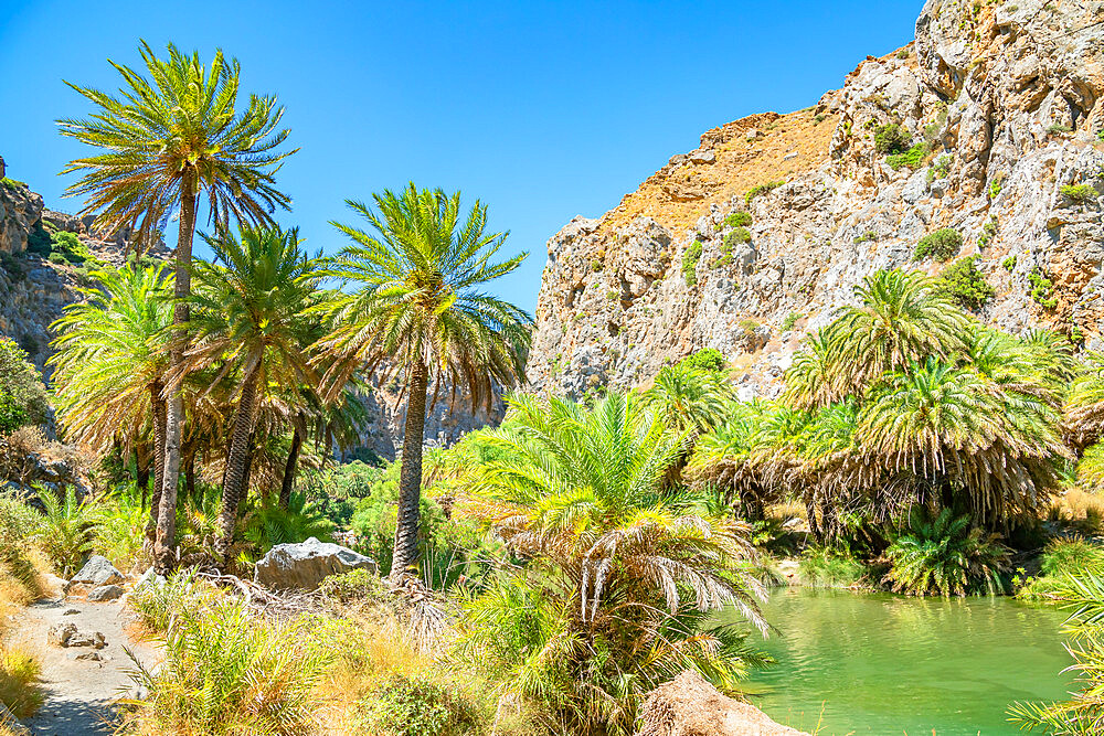 Preveli palm forest, Rethymno, Crete, Greek Islands, Greece, Europe