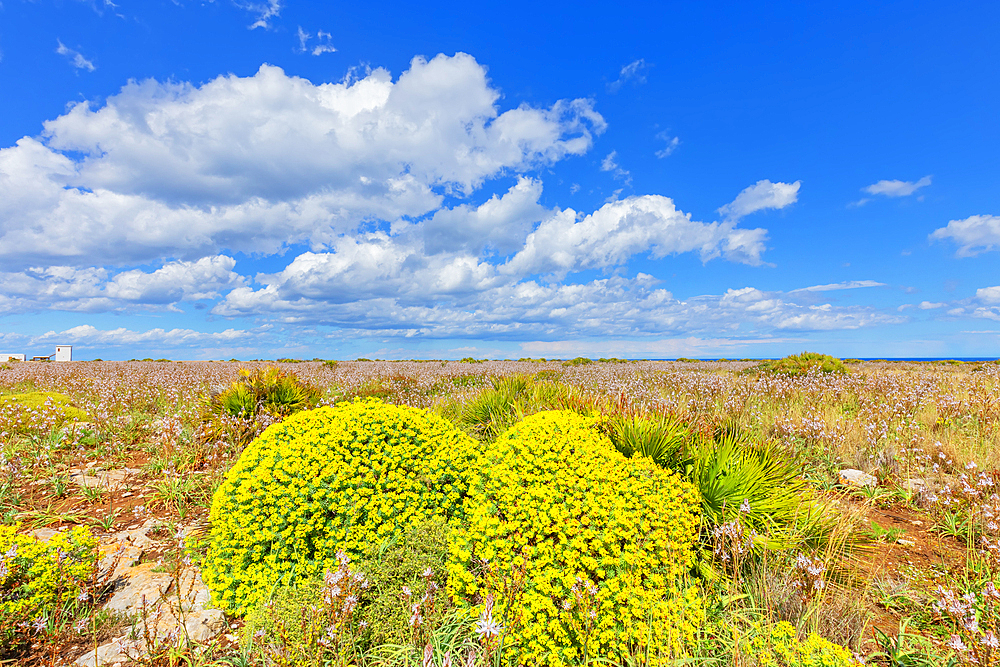 Blooming flowers, Syracuse, Sicily, Italy, Mediterranean, Europe