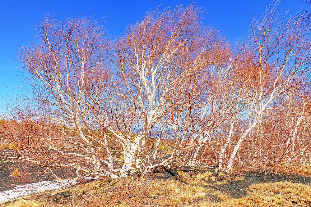 Birch trees (Betula aetnensis) sprouting, Etna, Sicily, Italy, Mediterranean, Europe