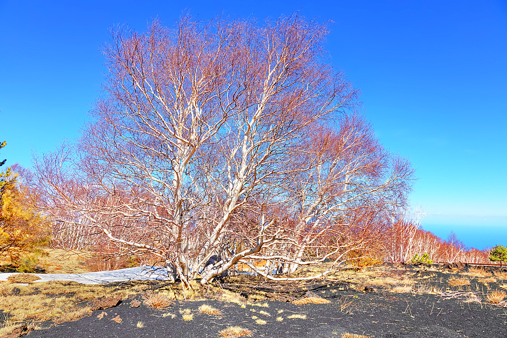 Birch trees (Betula aetnensis) sprouting, Etna, Sicily, Italy